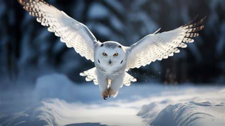 A White Owl Flying Over You
