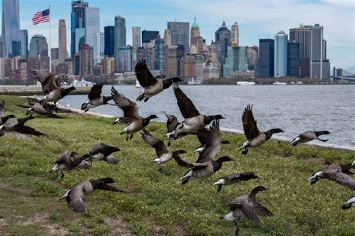 Discover The Majestic Eagles Of New York City: Uncovering Urban Wildlife Wonders
