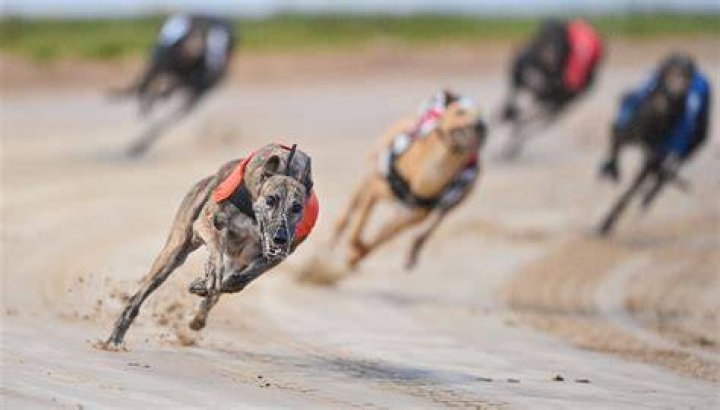 Dogs Gone Live Greyhound Racing Ends at Birmingham Race Course