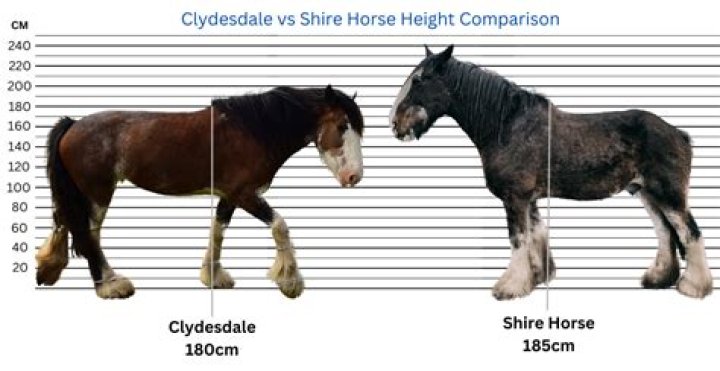 Height And Athleticism In Cari Champion Horses