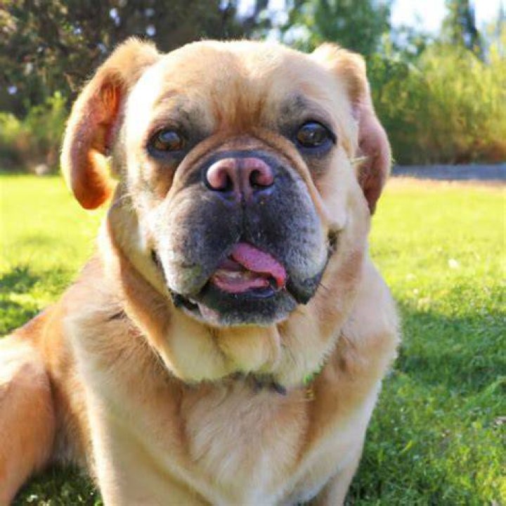 Unveiling The Golden Retriever French Bulldog Mix: A Journey Of Discoveries
